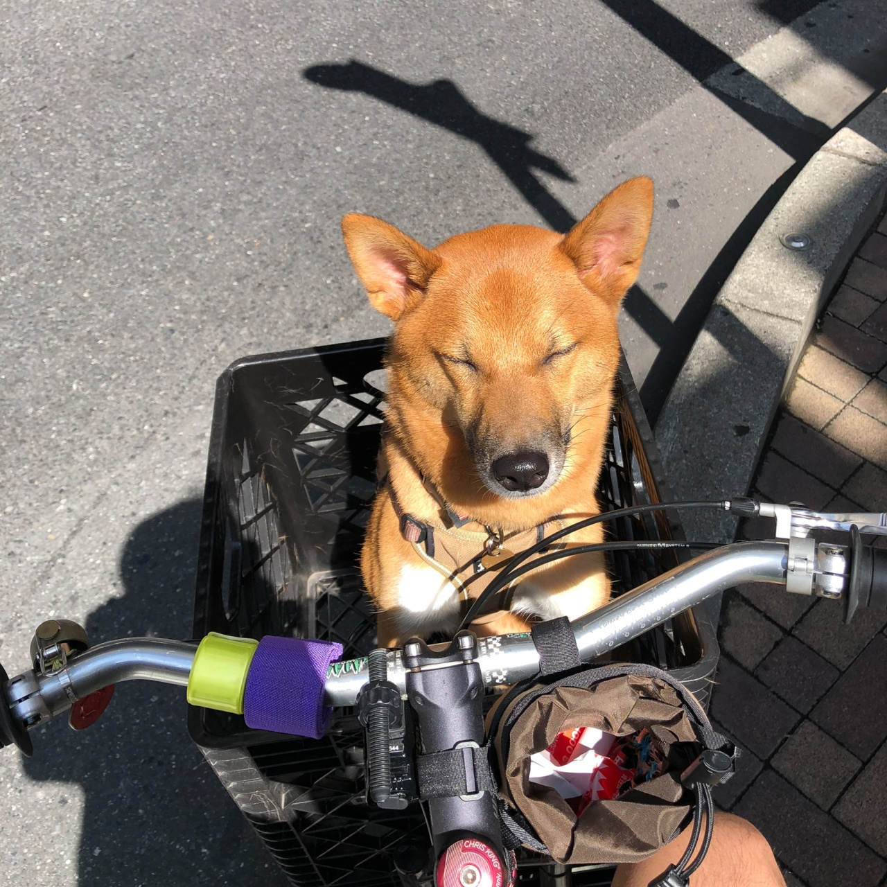 大吉くん 1歳8ヶ月 Blue Lug Blog